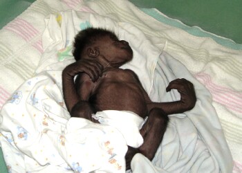 Baby Western Lowland Gorilla